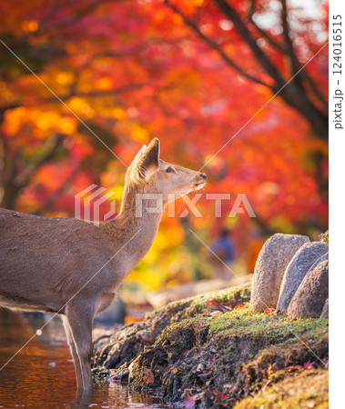 【秋】奈良公園の鹿【紅葉】 124016515