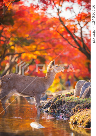 【秋】奈良公園の鹿【紅葉】 124016516