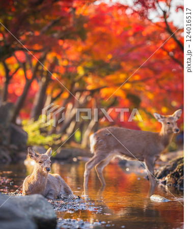 【秋】奈良公園の鹿【紅葉】 124016517