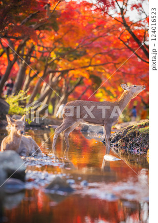 【秋】奈良公園の鹿【紅葉】 124016523