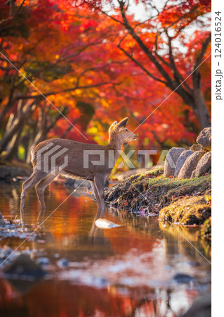 【秋】奈良公園の鹿【紅葉】 124016524