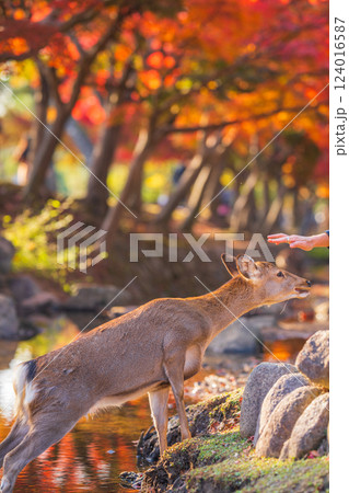 【秋】奈良公園の鹿【紅葉】 124016587