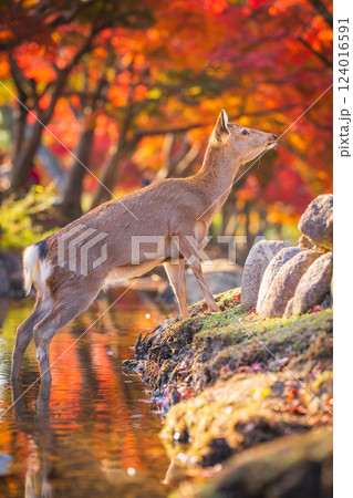 【秋】奈良公園の鹿【紅葉】 124016591