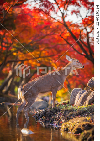 【秋】奈良公園の鹿【紅葉】 124016594