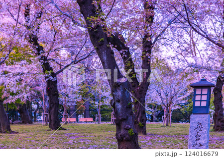 音無親水公園の桜 東京都 音無親水公園の桜 東京都 124016679