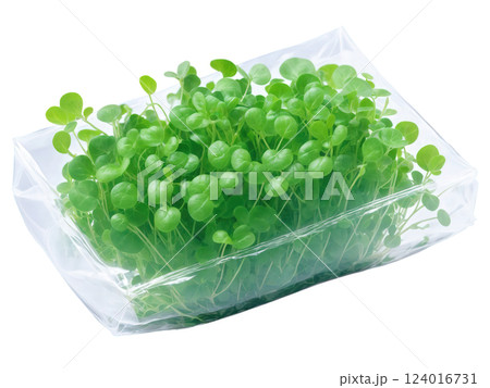 Cress (Lepidium sativum) Fresh watercress wrapped in clear plastic. The small, tender green leaves are visible through the transparent wrap, 124016731