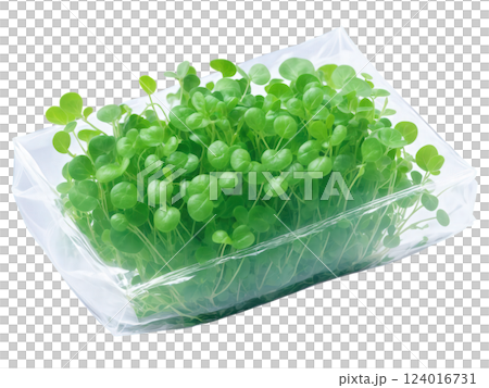 Cress (Lepidium sativum) Fresh watercress wrapped in clear plastic. The small, tender green leaves are visible through the transparent wrap, 124016731