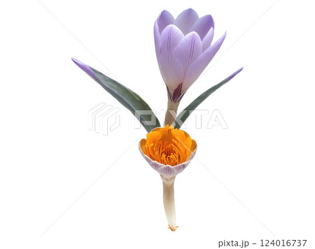 Saffron (Crocus sativus) Expensive spice derived from the dried stigmas of the saffron crocus, known for its deep golden color 124016737
