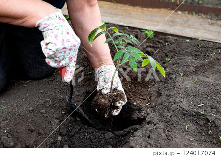 Gardening activity takes place as a person plants a young tomato seedling in rich soil during the spring season Gardening activity takes place as a person plants a young tomato seedling in rich soil during the spring season 124017074
