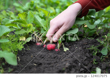 Hands hold freshly harvested radishes from a garden during a sunny day Hands hold freshly harvested radishes from a garden during a sunny day 124017075