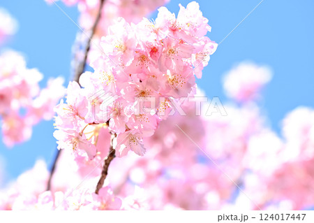 春イメージ 124017447