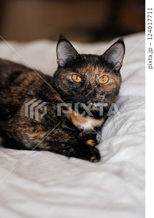 Tortoiseshell Cat Resting on a Bed. Loaf Cat. Tortoiseshell Cat Resting on a Bed. Loaf Cat. 124017711
