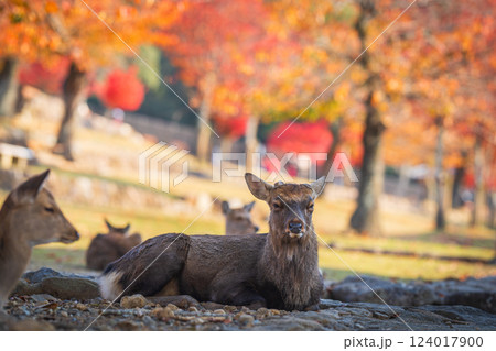 【秋】奈良公園の鹿【紅葉】 【秋】奈良公園の鹿【紅葉】 124017900