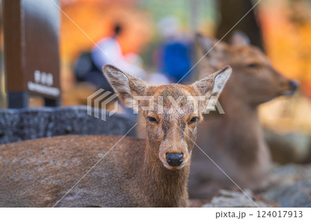 奈良公園の鹿 奈良公園の鹿 124017913