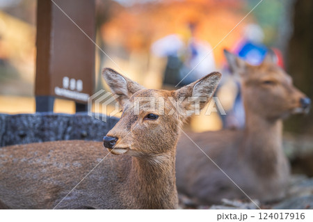奈良公園の鹿 奈良公園の鹿 124017916