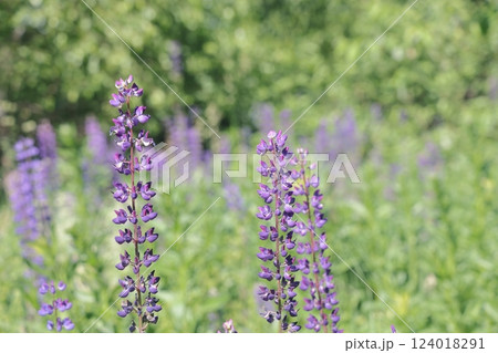 Lupinus, lupin, lupine field with pink purple and blue flowers. Bunch of lupines summer flower 124018291