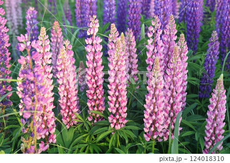 Lupinus, lupin, lupine field with pink purple and blue flowers. Bunch of lupines summer flower 124018310