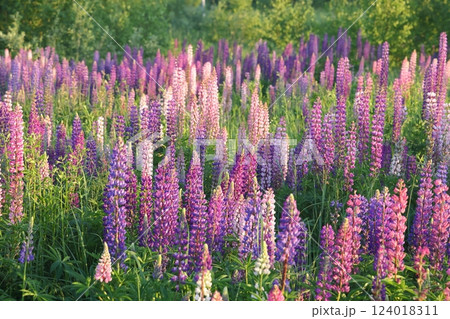 Lupinus, lupin, lupine field with pink purple and blue flowers. Bunch of lupines summer flower 124018311