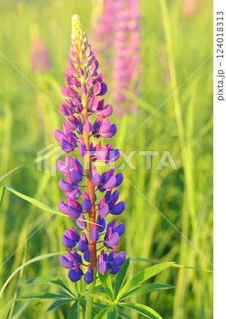 Lupinus, lupin, lupine field with pink purple and blue flowers. Bunch of lupines summer flower Lupinus, lupin, lupine field with pink purple and blue flowers. Bunch of lupines summer flower 124018313