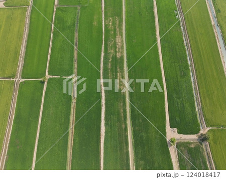 Green rice Fileds aerial top view Thailand countryside landscape 124018417