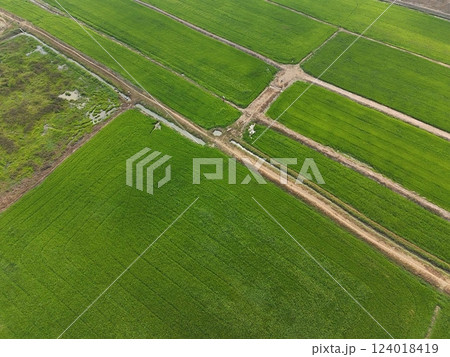 Green rice Fileds aerial top view Thailand countryside landscape 124018419