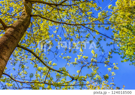 Handroanthus chrysanthus (araguaney or yellow ipe), formerly classified as Tabebuia chrysantha, also known as araguaney ( guayacan  chonta quiru,tajibo , ipe-amarelo in Japanese garden 124018500