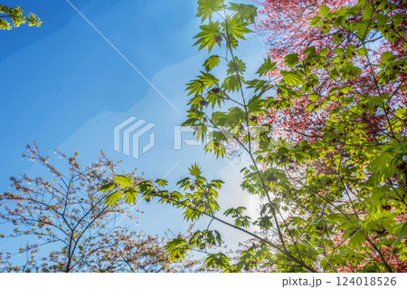 Amazing young sticky leaves of Japanese maple (Palmate maple)  124018526