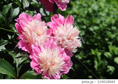 Red peony flowers on foliage background, lovely vegetative background. Selective focus. Red peony flowers on foliage background, lovely vegetative background. Selective focus. 124018684