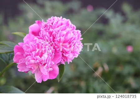 Red peony flowers on foliage background, lovely vegetative background. Selective focus. Red peony flowers on foliage background, lovely vegetative background. Selective focus. 124018735