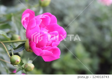 Red peony flowers on foliage background, lovely vegetative background. Selective focus. Red peony flowers on foliage background, lovely vegetative background. Selective focus. 124018743
