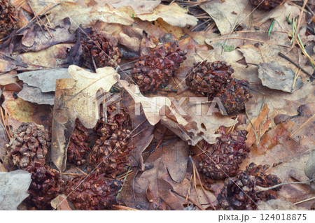 small fir cones on autumn oak leaves background 124018875