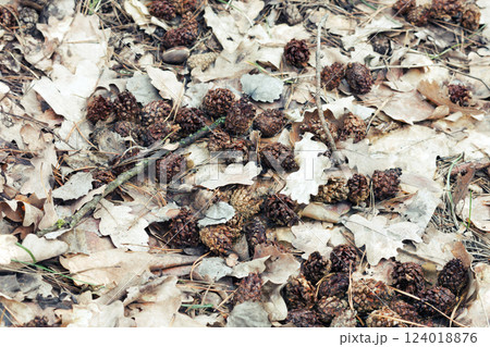 lot of small pine cones, gnawed by squirrel. wet oak leaves of last year, dry twigs and acorns background lot of small pine cones, gnawed by squirrel. wet oak leaves of last year, dry twigs and acorns background 124018876