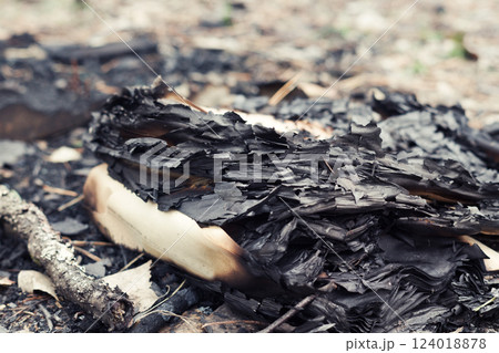burned book. almost to ashes burned out stack of papers, outdoors. traces of civilization in pine forest burned book. almost to ashes burned out stack of papers, outdoors. traces of civilization in pine forest 124018878