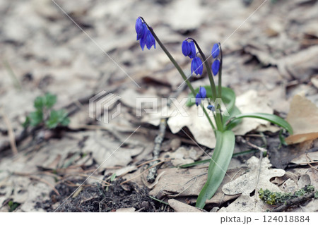 blooming of Siberian squill in cold oak forest, breaking through thick complete layer of dry yellowed oak leaves blooming of Siberian squill in cold oak forest, breaking through thick complete layer of dry yellowed oak leaves 124018884