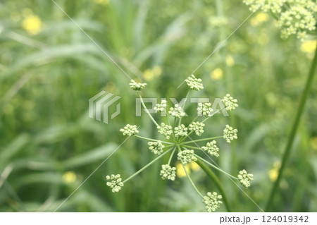 Flowers and buds on blooming Siberian Hogweed, Heracleum sibiricum, macro, selective focus. 124019342