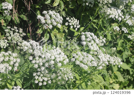Common goatweed, Aegopodium podagraria, is an herbaceous umbrella plant used as food in salads 124019396