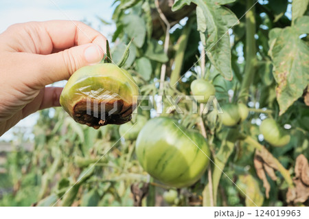 Unripe tomato with blossom-end rot in female hand close-up Unripe tomato with blossom-end rot in female hand close-up 124019963