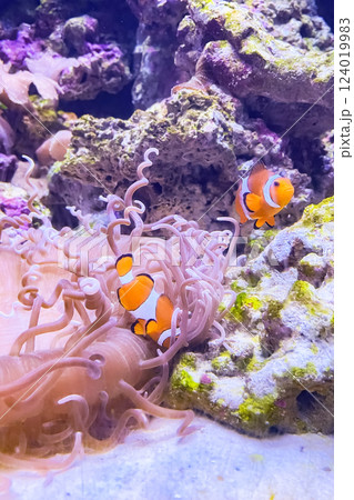the clown fish in ocean the clown fish in ocean 124019983