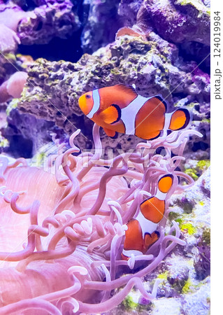the clown fish in ocean 124019984