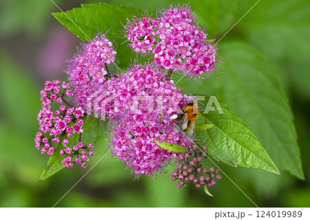 Blooming Spiraea japonica 'anthony waterer' in summer garden. Pink cluster flowers Blooming Spiraea japonica 'anthony waterer' in summer garden. Pink cluster flowers 124019989