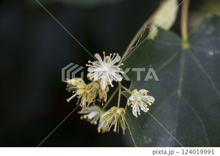 Linden, linden blossom with green leaves on a tree in summer 124019991