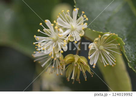 Linden, linden blossom with green leaves on a tree in summer 124019992