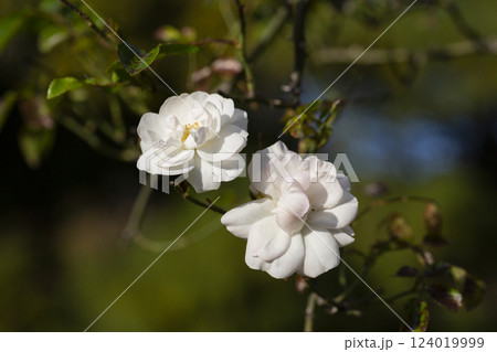 tiny little white rose with bokeh background 124019999