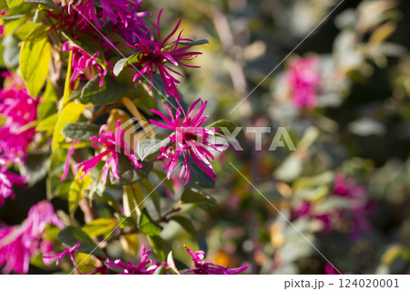 Loropetalum chinense, fire dance. The Redflower Loropetalum in the park. Botanical collection, pink flowers of Loropetalum chinense Black Pearl plant Loropetalum chinense, fire dance. The Redflower Loropetalum in the park. Botanical collection, pink flowers of Loropetalum chinense Black Pearl plant 124020001