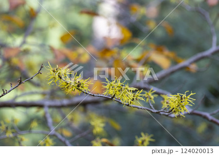 Hamamelis virginiana. Hazel Witch shrub, small yellow flowers on a branch with autumn yellow leaves selective focus 124020013