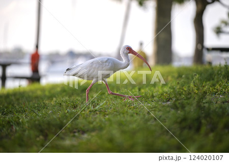 White ibis wild bird, also known as great egret or heron walking on grass in town park in summer White ibis wild bird, also known as great egret or heron walking on grass in town park in summer 124020107