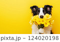 Cute border collie dog holding bouquet of spring yellow Daffodils flowers isolated on yellow background. Valentine's Day, Easter, Birthday, Happy Women's Day, Mother's Day concept. Banner, copy space, 124020198