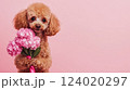 Cute brown poodle dog holding bouquet of spring flowers isolated on pink background. Valentines day or Mothers day concept. Banner, copy space, Generative ai 124020297