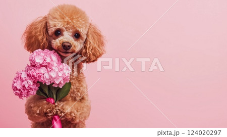 Cute brown poodle dog holding bouquet of spring flowers isolated on pink background. Valentines day or Mothers day concept. Banner, copy space, Generative ai 124020297