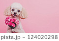 Cute poodle dog holding bouquet of spring flowers isolated on pink background. Valentines day or Mothers day concept. Banner, copy space, Generative ai 124020298